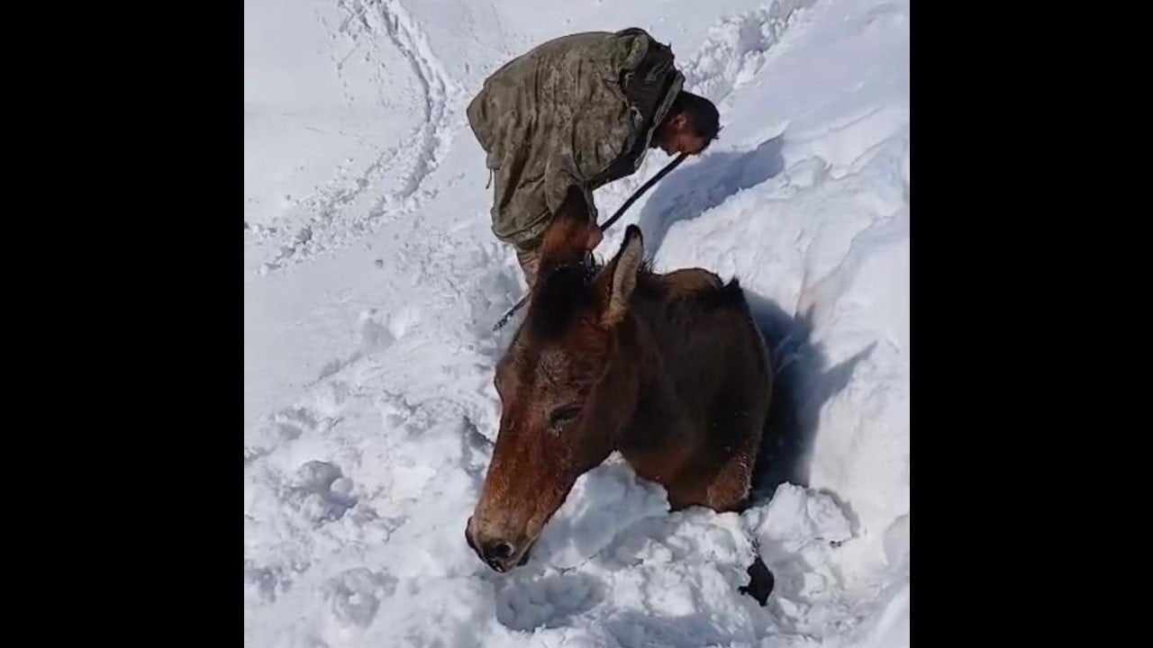 Karın altında kalan hayvancağızlara son anda yetiştiler