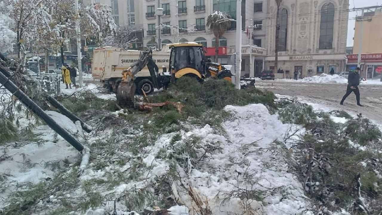 Koca ağaçlar kara dayanamadı