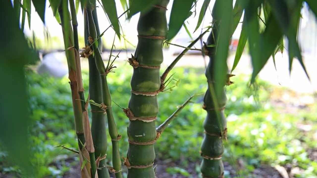 Pandalara rakip çıktı! Bilim dünyasından bambu uyarısı: Hem şifa hem zehir!