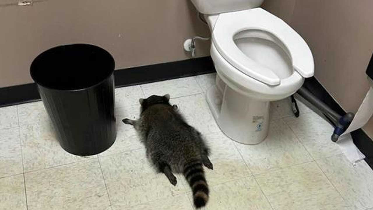 "Sarhoş panda" çılgınlığa devam ediyor: Bu da ABD'nin ayyaş rakunu