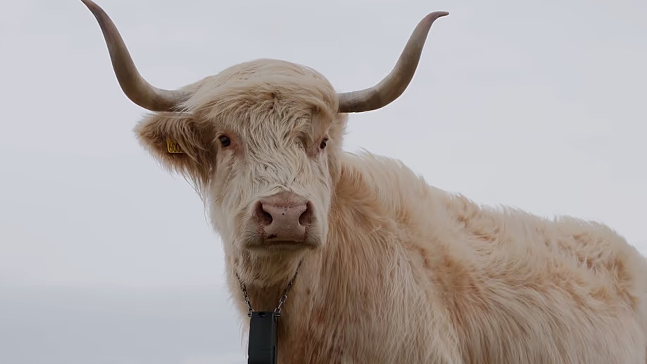 Tel olmasa da hayvanlar sınırda: Avrupa’da sanal çit devrimi