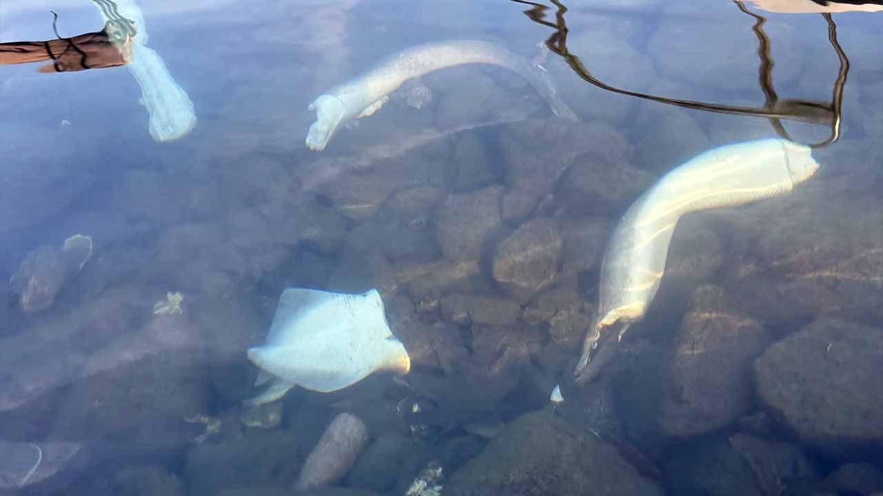 Trabzon açıklarında sular neden karıştı! Köpek balığı hareketliliği dikkat çekiyor!