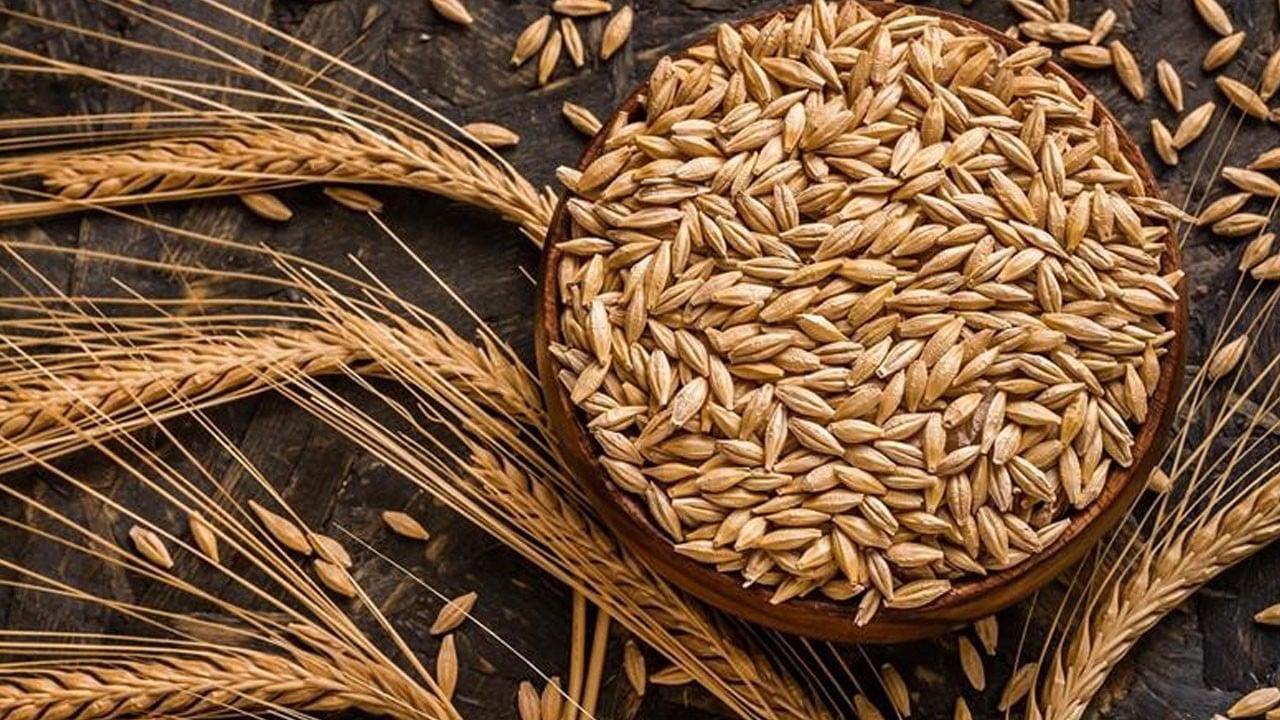 Türkiye genelinde arpa ekimi artıyor