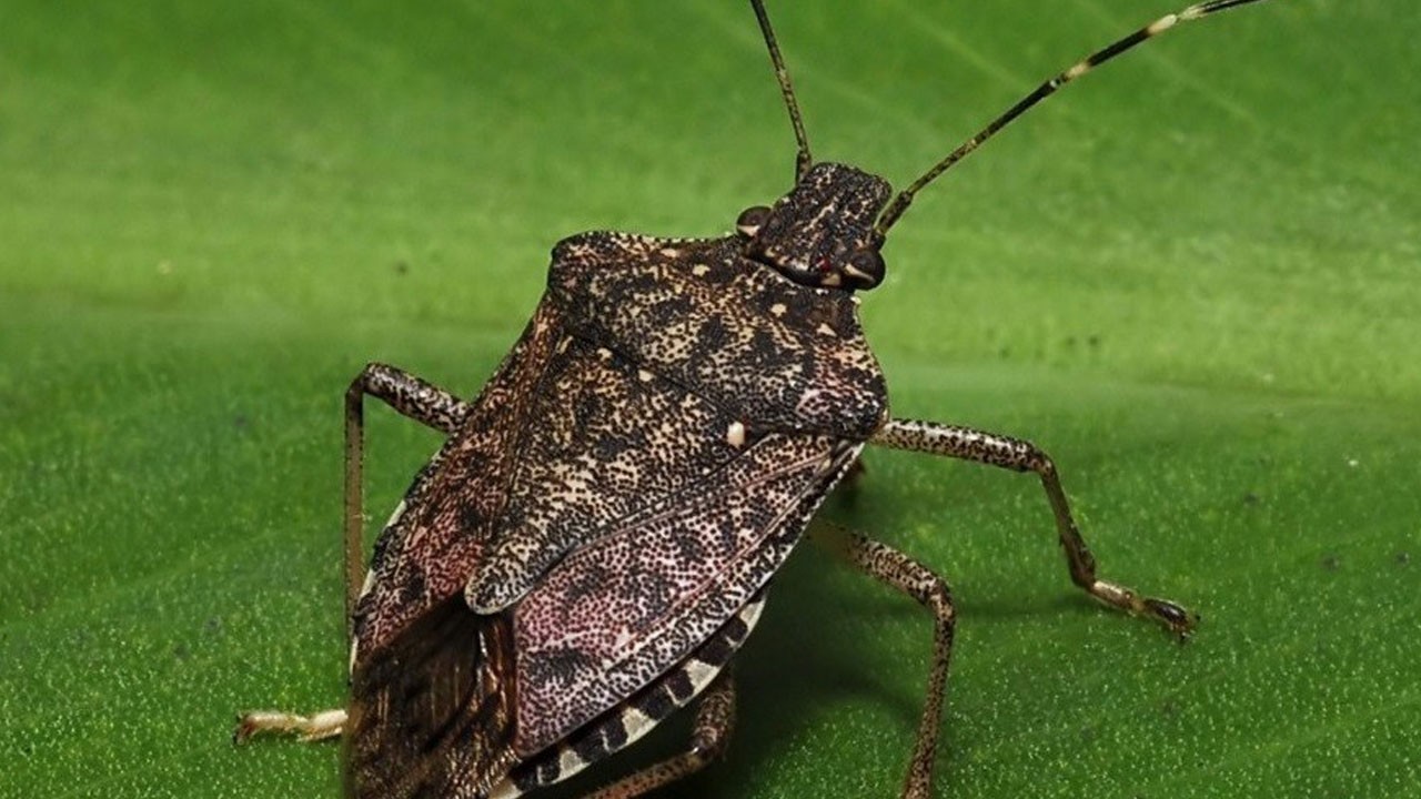 Zararı yüzde 100’e çıkardı! Fındıkta büyük çöküş