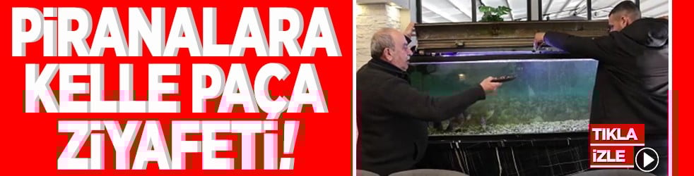 8 adet pirana balığı 12 yıldır kelle paçayla besleniyor