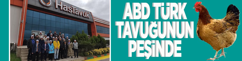 ABD Türk tavuğunun peşinde