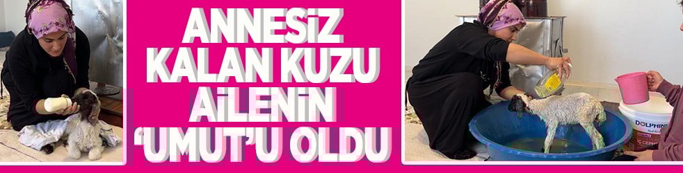 Annesiz kalan kuzu ailenin 'Umut'u oldu
