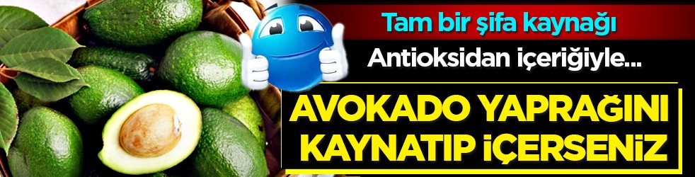 Avokado yaprağını kaynatıp içen yaşadı! Sonuçları şaşkınlık verici düzeyde...