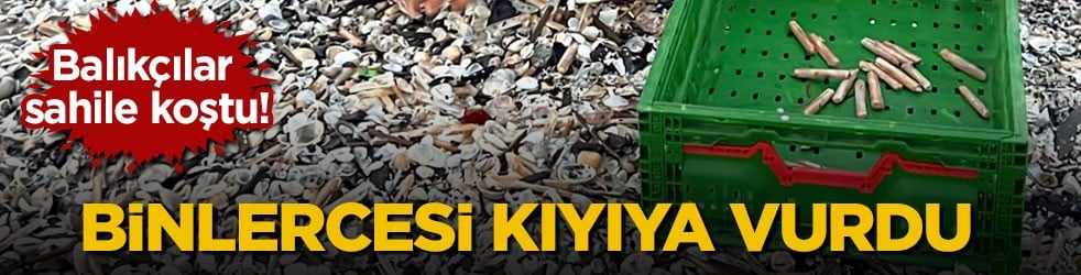 Balıkçılar sahile koştu! Binlercesi kıyıya vurdu