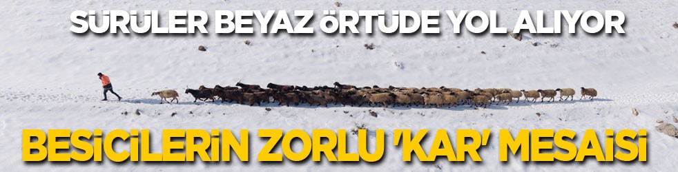 Besicilerin zorlu 'kar' mesaisi: Sürüler beyaz örtüde yol alıyor
