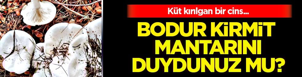 Bodur kirmit mantarı (Russula brevipes): Almaya dikkat edin!