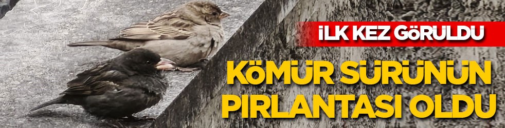 Böylesi ilk kez görüldü: Kömür sürünün pırlantası oldu!