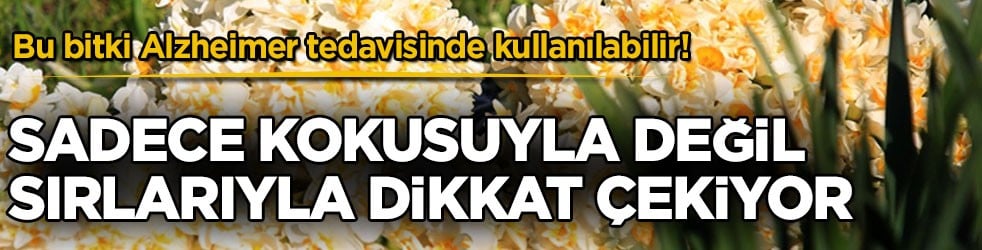 Bu bitki Alzheimer tedavisinde kullanılabilir! Sadece kokusuyla değil sırlarıyla dikkat çekiyor