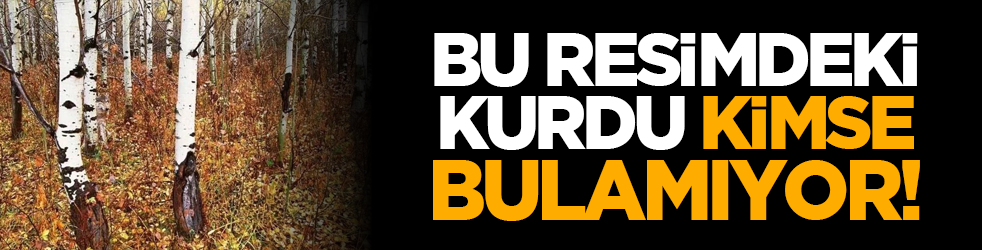 Bu resimdeki kurdu kimse bulamıyor!