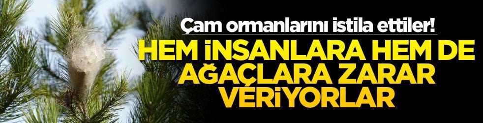 Çam ormanlarını istila ettiler! Hem insanlara hem de ağaçlara zarar veriyorlar