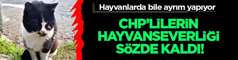 CHP hayvanlarda bile ayrım yapıyor: CHP’lilerin hayvanseverliği sözde kaldı