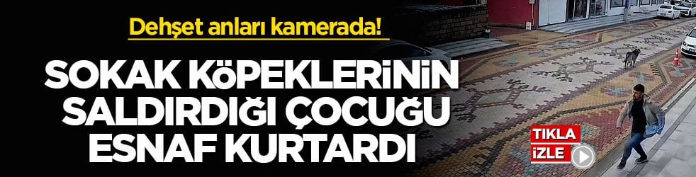 Dehşet anları kamerada! Sokak köpeklerinin saldırdığı çocuğu esnaf kurtardı