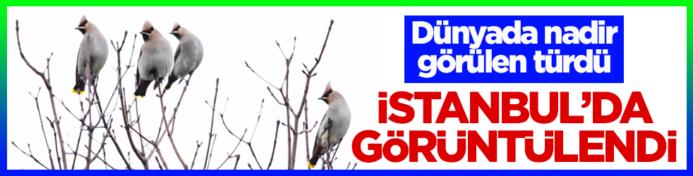 Dünyada nadir görülen türdü! İstanbul’da görüntülendi