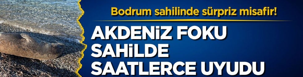 Bodrum sahilinde sürpriz misafir! Akdeniz foku sahilde saatlerce uyudu