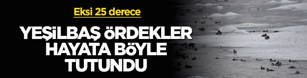 Eksi 25 derece! Yeşilbaş ördekler hayata böyle tutundu