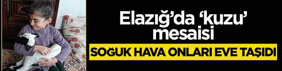 Elazığ’da ‘kuzu’ mesaisi: Soğuk hava onları eve taşıdı