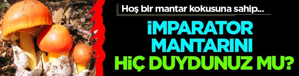  İmparator Mantarı nedir? Can alabilir: Mantarlar, ne bitki ne de hayvan... 