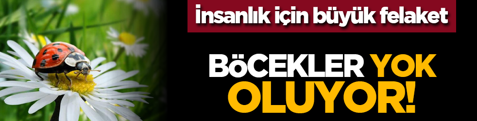 İnsanlık için felaket! Böcekler yok oluyor