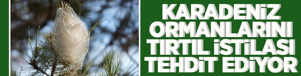 Karadeniz ormanlarını tırtıl istilası tehdit ediyor