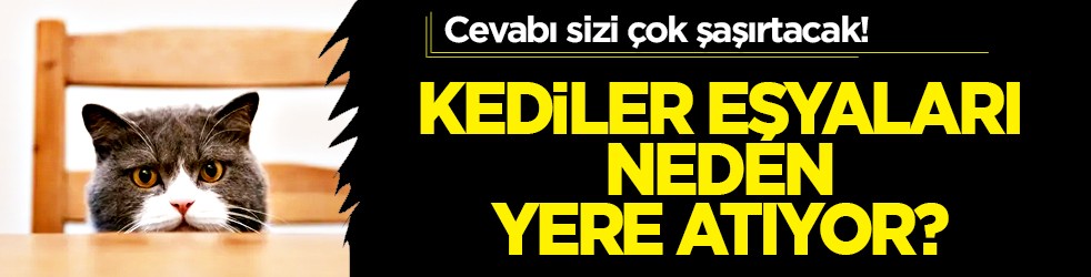 Herkes doğruladı... Kediler eşyaları neden yere atıyor? Cevabı sizi çok şaşırtacak!