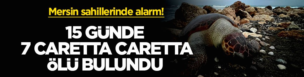 Mersin sahillerinde alarm! 15 günde 7 caretta caretta ölü bulundu