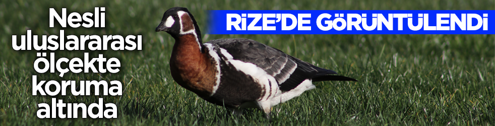 Nesli uluslararası ölçekte koruma altında! Sibirya kazı Rize’de görüntülendi