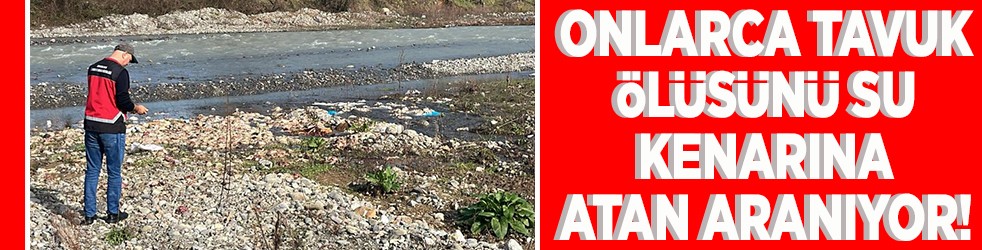 Onlarca tavuk ölüsünü su kenarına atan aranıyor