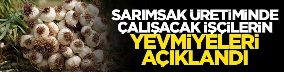 Sarımsak üretiminde çalışacak işçilerin yevmiyeleri açıklandı