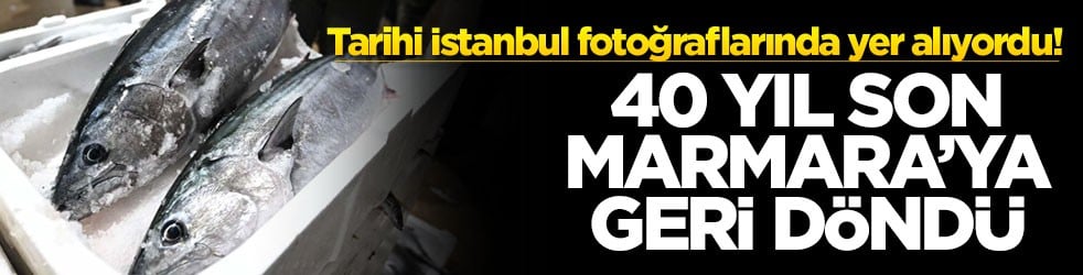 Tarihi İstanbul fotoğraflarında yer alıyordu! 40 yıl sonra Marmara'ya geri döndü