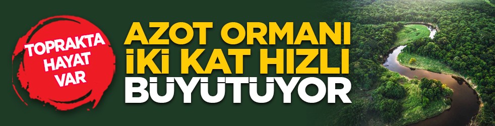 Toprakta hayat var: Azot, ormanı iki kat hızlı büyütüyor