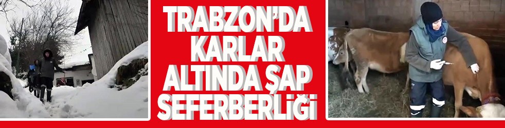 Trabzon'da karlar altında şap seferberliği