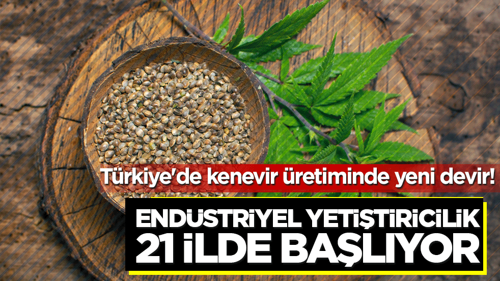 Türkiye'de kenevir üretiminde yeni devir! Endüstriyel yetiştiricilik 21 ilde başlıyor