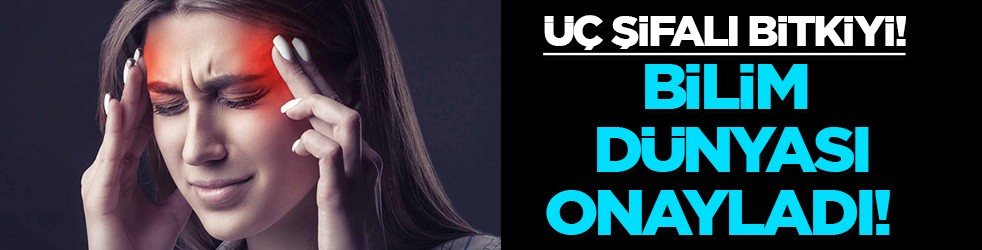 Üç bitki: Migren tedavisinde kullanılan doğal reçete! Dikkat etmemiz gerekenler! 