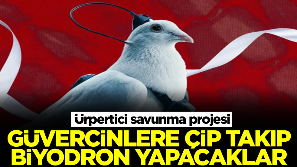 Ürpertici savunma projesi: Güvercinlere çip takıp "biyodron" yapacaklar