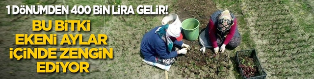 1 d&ouml;n&uuml;mden 400 bin lira gelir! Bu bitki, ekeni aylar i&ccedil;inde zengin ediyor: Kilosu 18 bin liraya satılıyor!