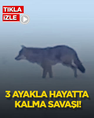 3 ayakla hayatta kalma savaşı!