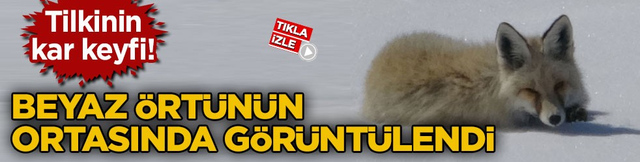 Ardahan&rsquo;da tilkinin kar keyfi! Beyaz &ouml;rt&uuml;n&uuml;n ortasında g&ouml;r&uuml;nt&uuml;lendi