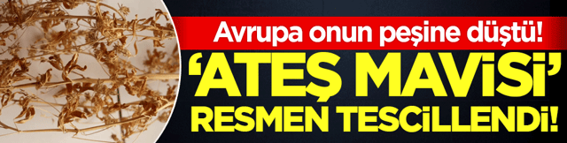 'Ateş mavisi' resmen tescillendi: Avrupa'nın peşine d&uuml;şt&uuml;ğ&uuml; bitki!