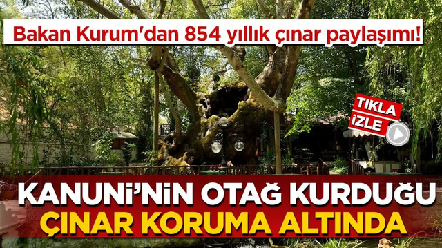 Bakan Kurum'dan 854 yıllık &ccedil;ınar paylaşımı! Kanuni&rsquo;nin otağ kurduğu &ccedil;ınar koruma altında