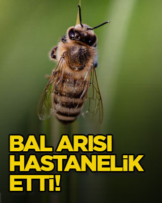 Bal arısı hastanelik etti!
