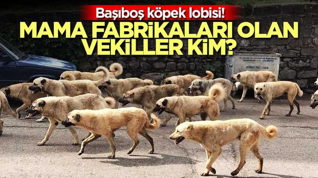 Başıboş k&ouml;pek lobisi! Mama fabrikaları olan vekiller kim?