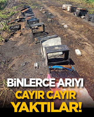 Binlerce arıyı cayır cayır yaktılar
