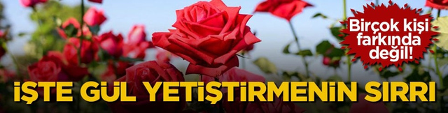 Bir&ccedil;ok kişi farkında değil! İşte g&uuml;l yetiştirmenin sırrı
