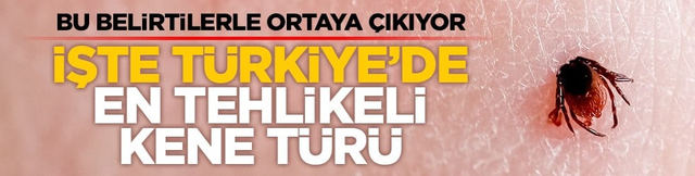 Bu belirtilerle ortaya &ccedil;ıkıyor: İşte T&uuml;rkiye&rsquo;de en tehlikeli kene t&uuml;r&uuml;