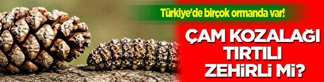Bu davetsiz misafirler... T&uuml;rkiye'de bir&ccedil;ok ormanda var! &Ccedil;am kozalağı tırtılı zehirli mi?